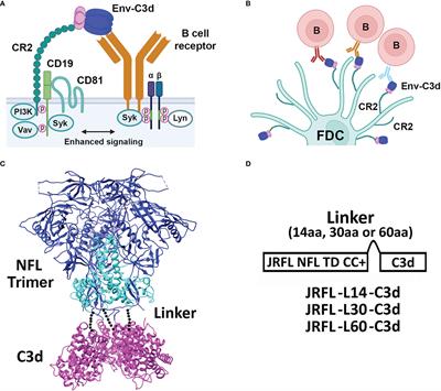 Fusion of the molecular adjuvant C3d to cleavage-independent native-like HIV-1 Env trimers improves the elicited antibody response